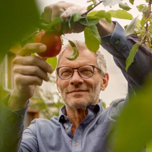 Mann pflückt einen Apfel am Baum