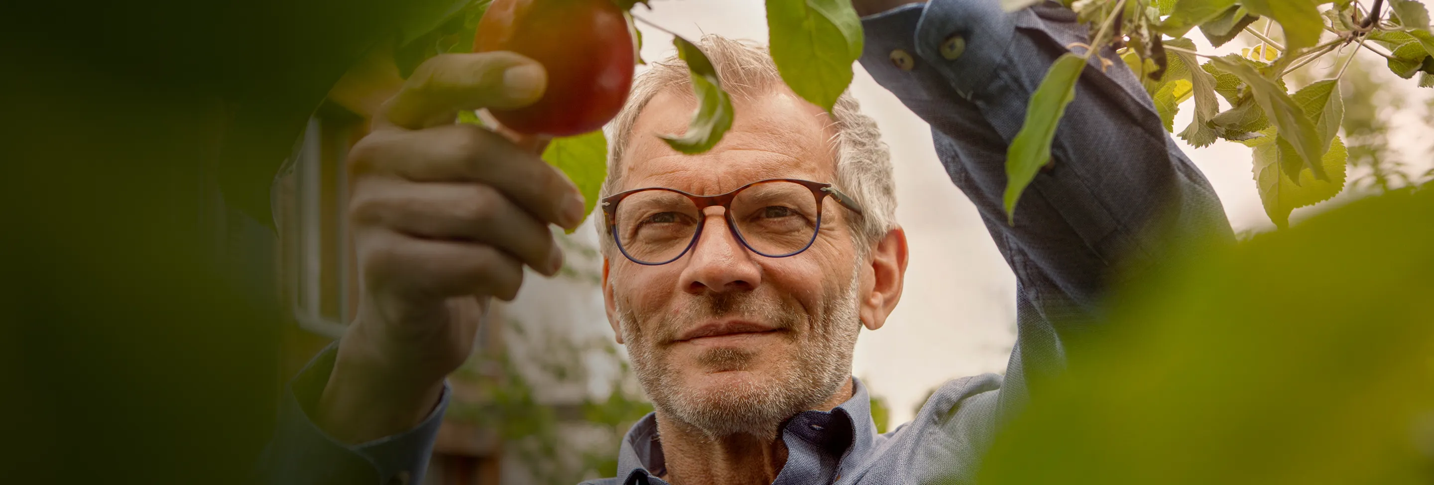 Mann pflückt einen Apfel am Baum
